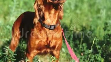 一只英俊的中等身高的红狗张开嘴，正站在夏天美丽的绿色森林里。 那个人挥拳