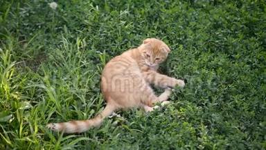可爱<strong>的</strong>、<strong>活泼的</strong>、<strong>活泼的</strong>苏格兰小猫在树荫下躺在草地上