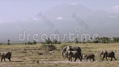 靠近肯尼亚安博塞利的大象和乞力马扎罗山