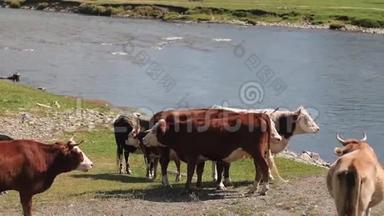 奶牛在河上。 奶牛从河里喝水。 奶牛喝水。