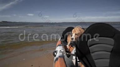 一只美丽的比格犬站在停泊在岸边的皮艇里。 夏日阳光明媚，前景，慢动作.. 高清高清