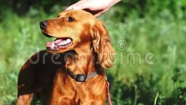 一只英俊的中等身高的红狗张开嘴，正站在夏天美丽的绿色森林里。 那条狗伸出来了