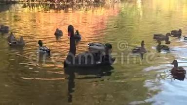 一只黑天鹅在乌曼<strong>索</strong>非亚公园的人工湖里游泳