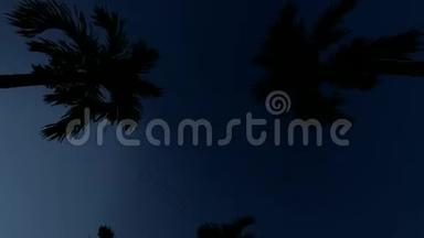 棕榈谷。 <strong>绿色</strong>背景。 浪漫的假期。 假期，夏天。 异国海滩背景。 圣诞树。 夜晚五彩缤纷