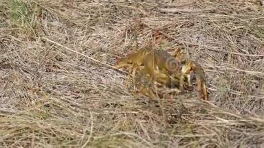 一只有趣活泼的小龙虾在湖面上的干草里向后爬行。