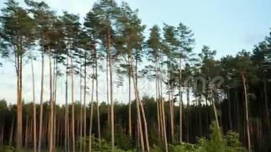许多松树在框架中迅速变化，摄像机运动快，全景。