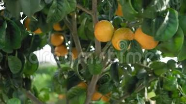 成熟的橘子生长在树上。 视差动力学。 慢动作特写