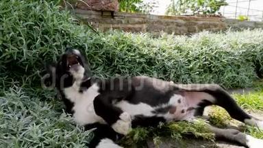 一只哈士奇品种的狗和一群高大的草玩。 爱护动物和与动物游戏的概念