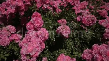 大自然中美丽的新鲜玫瑰.. 天然背景，花园<strong>灌木丛</strong>上玫瑰的大花序。 一朵玫瑰的<strong>灌木丛</strong>