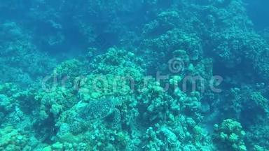 海龟缓慢地沿着热带珊瑚<strong>游动</strong>