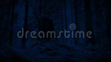 在森林中度过夜晚的树桩