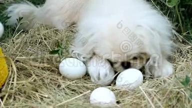 一个人用手在稻草或鸡窝里收集白鸡蛋，然后把它折在柳条篮里装鸡蛋。