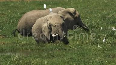 <strong>两头</strong>大象一起在安博塞利的沼泽里觅食