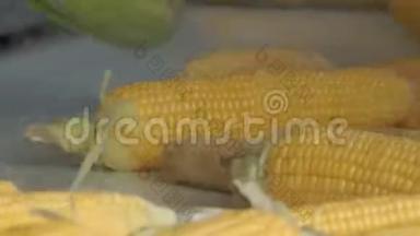 玉米加工厂。成熟的黄色玉米穗。