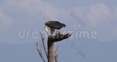 非洲的鱼鹰，鸟鸣，成年的树顶，吃鱼，肯尼亚的巴林戈湖，实时