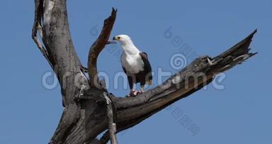 非洲的鱼鹰，鸟鸣，成年的树顶，吃鱼，肯尼亚的巴林戈湖，实时