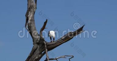 非洲的鱼鹰，<strong>鸟鸣</strong>，成年的树顶，吃鱼，肯尼亚的巴林戈湖，实时