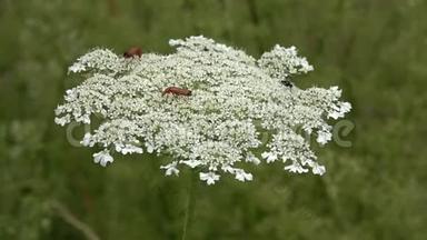昆虫在一个田野的白色野花上，伞形科。 喝花蜜，收集花粉..