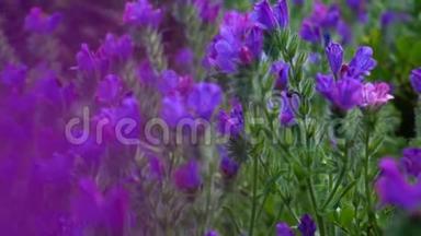 春天的下午，紫色的花朵轻轻地吹着。 紫色羽扇豆花生长在严酷的火山景观中