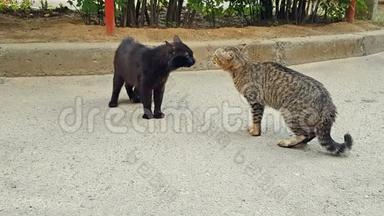 喵喵叫的猫和咆哮的猫互相打架