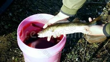 美丽的眼<strong>梭鱼</strong>，Sander Vitraus，和其他鱼一起被放在一桶水里。