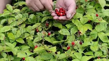 人`手在草地上摘野草莓的动作凑近.. 野生草莓浆果。 采摘野生草莓.. 小浆果