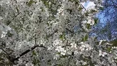 春暖花开<strong>梅树</strong>.. 白色的花在风中摇摆。