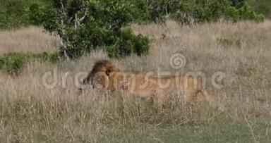 非洲狮子，美洲狮，配对，肯尼亚马赛马拉公园实时