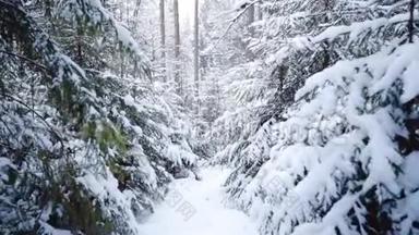 穿过森林。 冬天的森林在雪地里。 北方寒冷的景色。 冰冻的松树很近。 美丽美丽