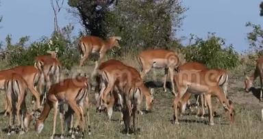 Impala，美利坚合众国，男女，肯尼亚马赛马拉公园，实时