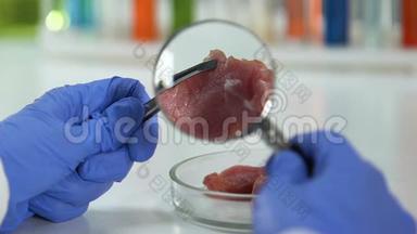 科学家通过放大镜检查肉类是否有蠕虫