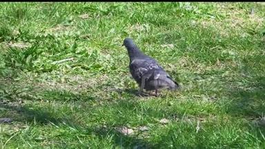 一只漂亮的鸽子想在绿色的草坪上吃点东西