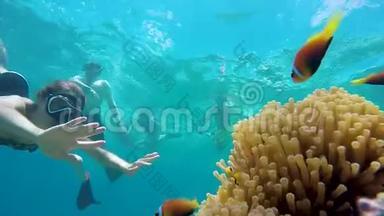 女人浮潜脱水，探索尼莫小丑鱼在海葵。