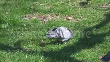 可爱的鸽子在绿色的草坪上走来走去