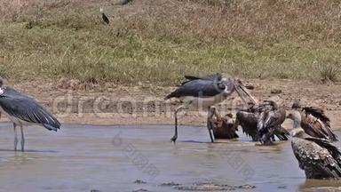非洲白背秃鹫，非洲陀螺，群立在水洞，有巴斯，马拉布鹳，海雀