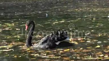 一只黑天鹅在索菲亚公园的人工湖里游泳