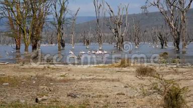 在纳库鲁湖畔漫步在淹没的树木和红树林中的粉红火烈鸟群