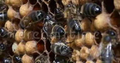 欧洲蜜<strong>蜜蜂</strong>，<strong>蜜蜂蜜蜂</strong>，雄蜂头上寄生，诺曼底蜂群，实时