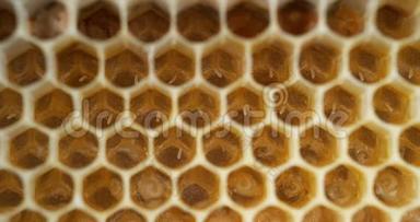 欧洲蜜蜂，蜜蜂蜜蜂，<strong>蜂巢</strong>和充满幼虫和卵的<strong>蜂巢</strong>，诺曼底<strong>蜂巢</strong>，实时4K
