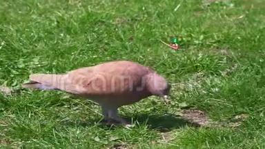漂亮的棕色鸽子走在绿色的草坪上