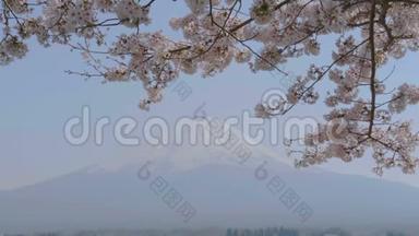 樱花树在风和山中吹拂。 日本富士