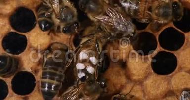 欧洲蜜蜜蜂，蜜蜂蜜蜂，蜡蜜蜂，蜡蜜蜂蜡腺上有一块蜡，在诺曼底，实时4K