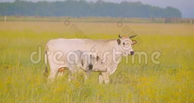 美丽的牛和<strong>小</strong>动物站在田里吃国家保护区的草