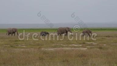 大草原上，非洲野象一家在平原上互相走动