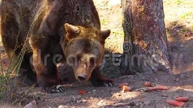 高清关闭布朗熊的视频。 他吃胡萝卜。 他`在树林里。