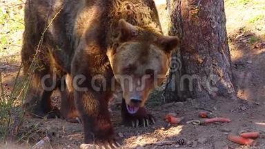 高清关闭布朗熊的视频。 他吃胡萝卜和咆哮。 他`在树林里。
