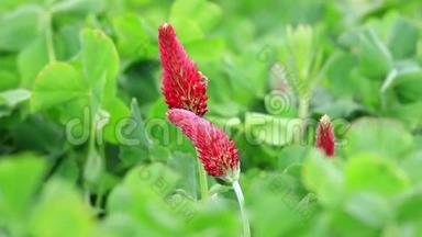 美丽的深红色三叶草花