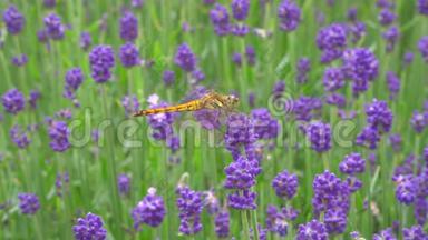 一只蜻蜓在贡马花园的薰衣草或拉文杜拉上