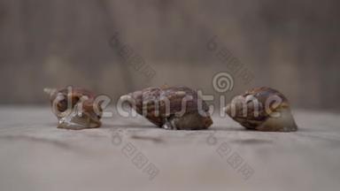 三只蜗牛在木制背景上的延时镜头。 创业概念。 <strong>喷气背包</strong>概念