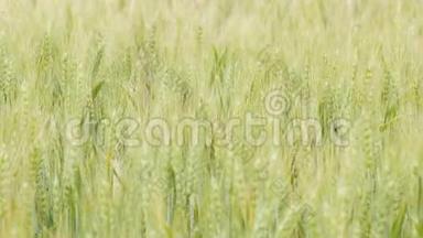 麦田。金色的麦穗在地上。草甸麦田成熟穗的背景。<strong>丰收</strong>理念